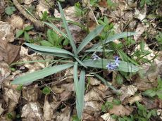 Galanthus-alpinus_плодоношение